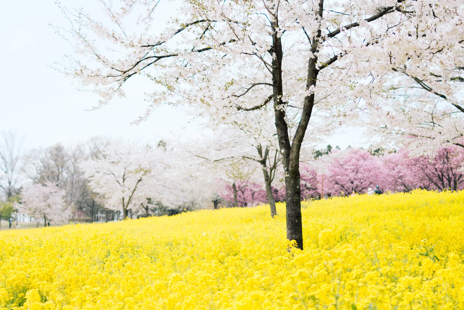 Cherry blossom tree daytime