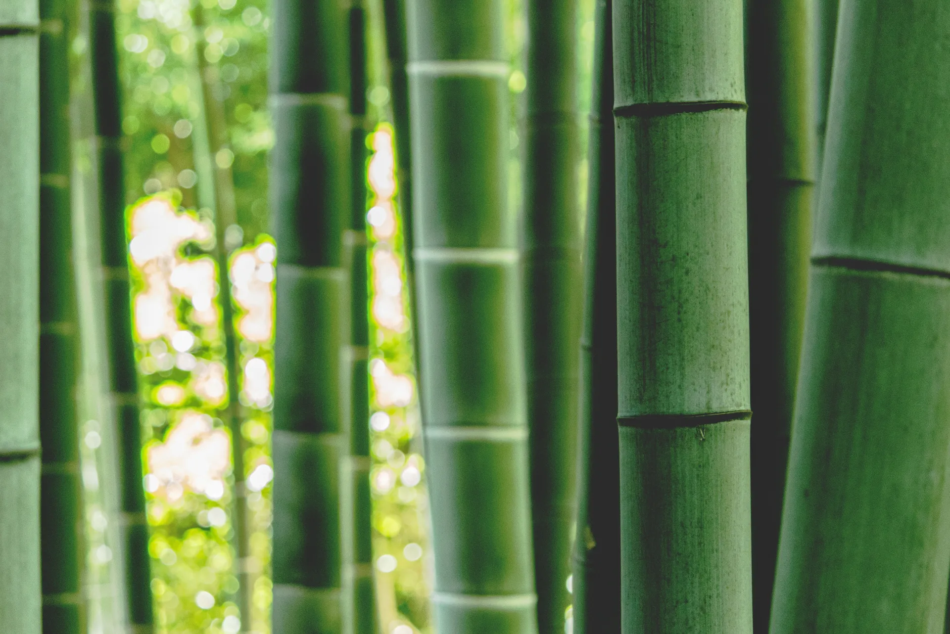 Photo of a bamboo forest